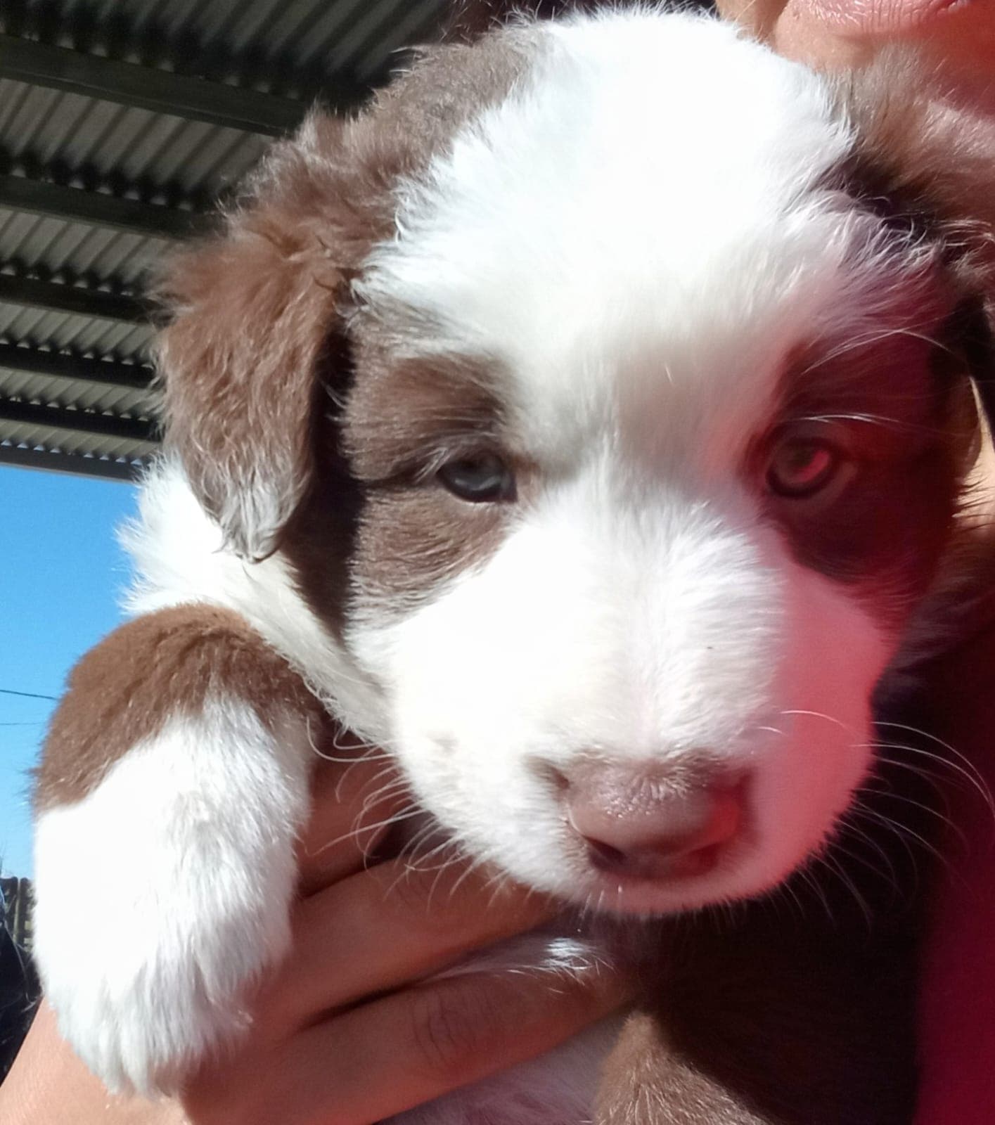 Astro chiquito en Casa Mascota